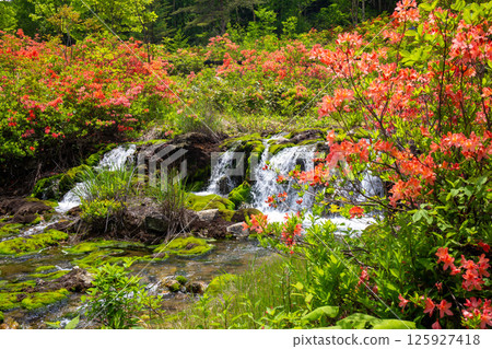 Azaleas in full bloom at Chatsubomi Moss Park 125927418