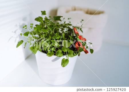 oregano herb in flowerpot in kitchen oregano herb in flowerpot in kitchen 125927420