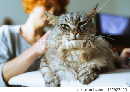 domestic cat grooming 125927423