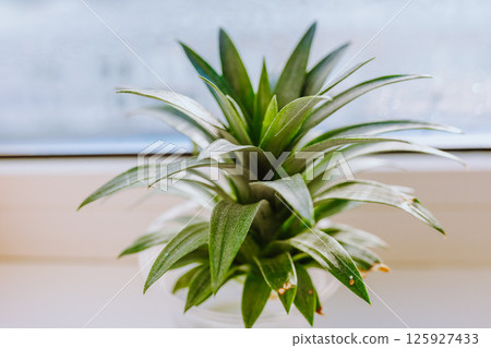 grow pineapple at home 125927433