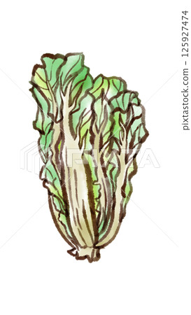Illustration of mustard greens (sumi-e style) 125927474