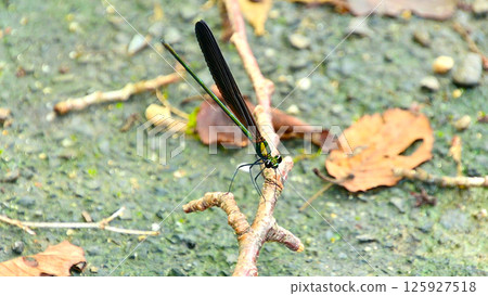 Atrocalopteryx蟬 Atrocalopteryx蟬 125927518