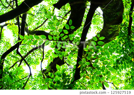 初夏美麗的綠色巨型山毛櫸樹 125927519