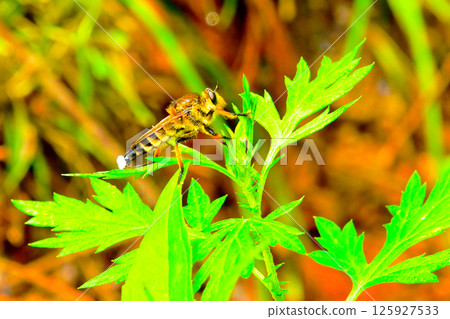 一隻蒼蠅停在一片葉子上 125927533