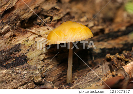 Orange-colored mushrooms of the genus Pseudomonas (macro strobe photography in natural environment) Orange-colored mushrooms of the genus Pseudomonas (macro strobe photography in natural environment) 125927537