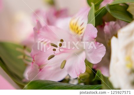 soft pink alstroemeria flower in delicate focus, showcasing its intricate petals, vibrant stamens, and lush green leaves in a dreamy floral composition soft pink alstroemeria flower in delicate focus, showcasing its intricate petals, vibrant stamens, and lush green leaves in a dreamy floral composition 125927571