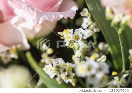 White gypsophila flowers blooming in soft focus with pink petals and green foliage around White gypsophila flowers blooming in soft focus with pink petals and green foliage around 125927623