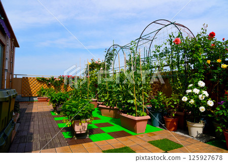 Green Life: Growing plants on the balcony: Roses, broad beans, and strawberries under the blue sky Green Life: Growing plants on the balcony: Roses, broad beans, and strawberries under the blue sky 125927678