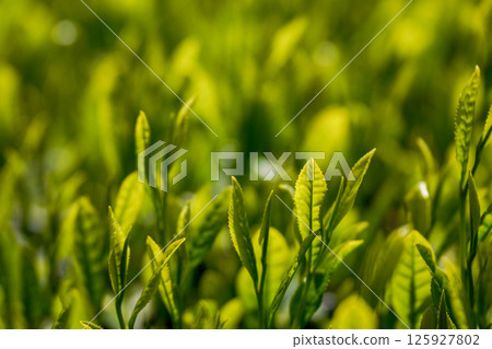 Tea fields around the 88th day Tea fields around the 88th day 125927802