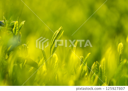 Tea fields around the 88th day 125927807