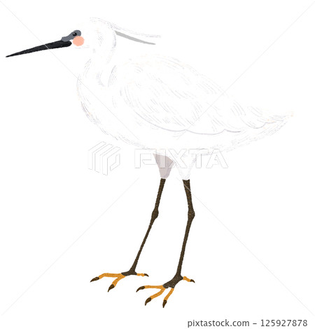 手繪的一隻可愛的小白鷺的插圖 125927878