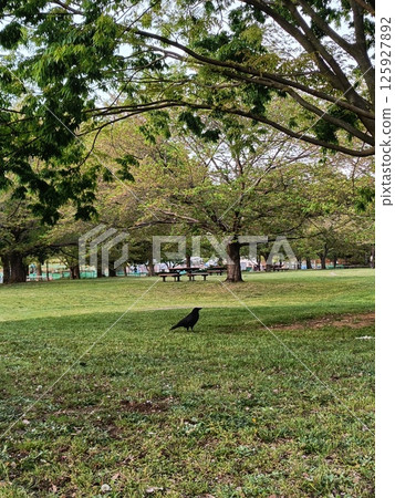 A crow in Toneri Park 125927892