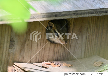 一隻小松鼠(花栗鼠)害怕從洞穴裡出來 一隻小松鼠(花栗鼠)害怕從洞穴裡出來 125927945