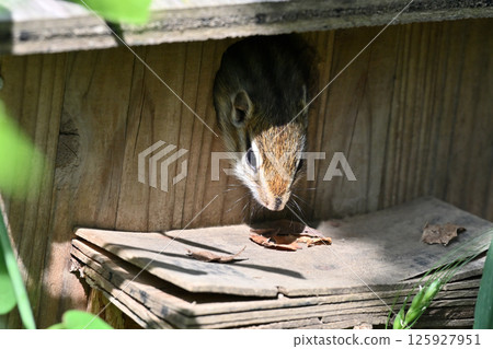 A little baby squirrel (chipmunk) is nervous about coming out of its burrow 125927951