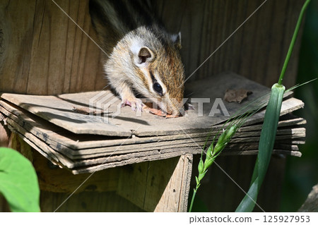 A little baby squirrel (chipmunk) is nervous about coming out of its burrow A little baby squirrel (chipmunk) is nervous about coming out of its burrow 125927953