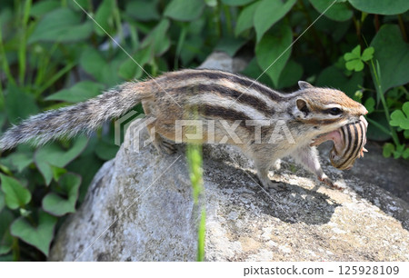 Mother squirrel running with a baby squirrel in her mouth (chipmunk) 125928109