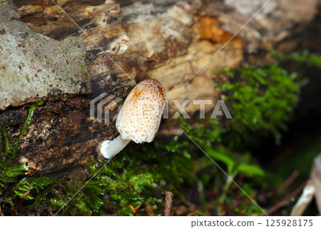 A cute light brown Kokiraratake mushroom growing beside a rotten tree (macro flash photography in natural environment) A cute light brown Kokiraratake mushroom growing beside a rotten tree (macro flash photography in natural environment) 125928175