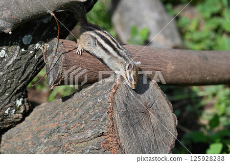 花栗鼠開心地跑來跑去 125928288