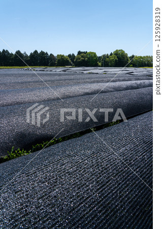 Copy space of tea fields and blue sky around the 88th day Copy space of tea fields and blue sky around the 88th day 125928319