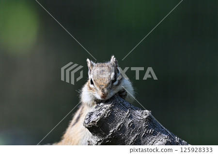Chilling Chipmunk Chilling Chipmunk 125928333