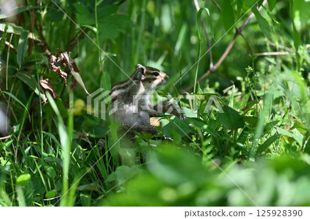 Chipmunk hiding in the shade of grass 125928390