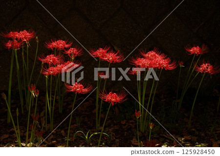 Red Spider Lily (Manjushage) 4 125928450