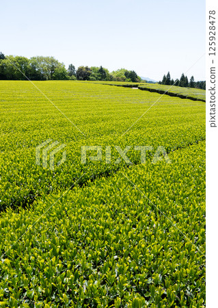 複製第88天左右的茶田與藍天空間 125928478