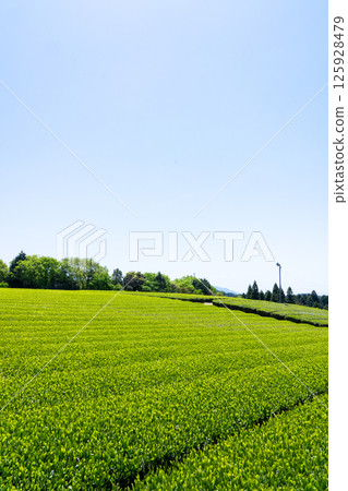 複製第88天左右的茶田與藍天空間 複製第88天左右的茶田與藍天空間 125928479