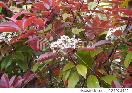 紅葉石南花,2025年4月 紅葉石南花,2025年4月 125928495