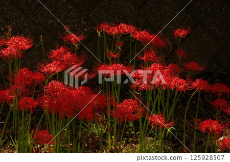 紅花曼殊沙迦 7 125928507