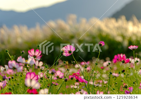 A field of cosmos and silver grass blooming in the setting sun 125928634