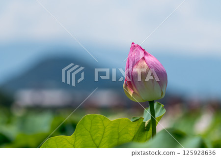 Summer lotus flower buds Summer lotus flower buds 125928636