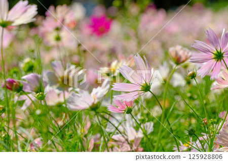 Light pink cosmos swaying in the wind Light pink cosmos swaying in the wind 125928806