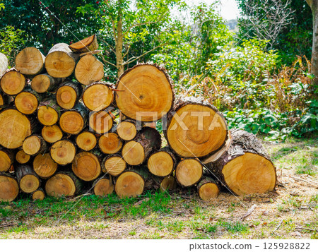 Stacked firewood 125928822