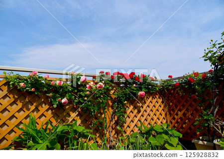 Blue sky, lattice and climbing roses - Gardening in an apartment - Rose garden 125928832
