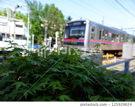 Walking around Ichikawa Walking around Ichikawa 125929024