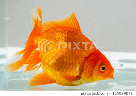Oranda goldfish in aquarium fish tank close up Oranda goldfish in aquarium fish tank close up 125929071