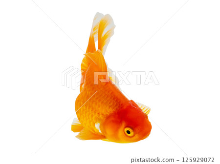 Oranda goldfish isolated on white background close up 125929072