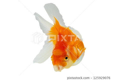 Oranda goldfish isolated on white background close up Oranda goldfish isolated on white background close up 125929076