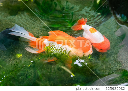Goldfish in aquarium fish pond close up 125929082