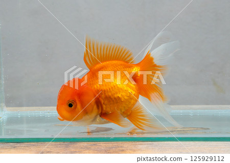 Oranda goldfish in aquarium fish tank close up 125929112