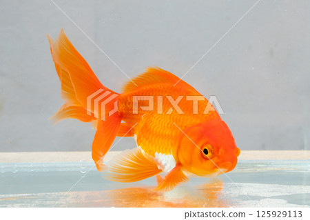 Oranda goldfish in aquarium fish tank close up 125929113