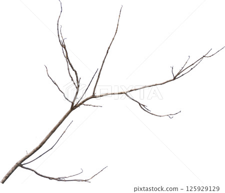 Dry tree branches isolated on white background 125929129