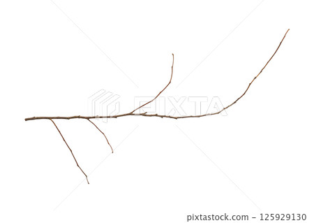 Dry tree branches isolated on white background Dry tree branches isolated on white background 125929130