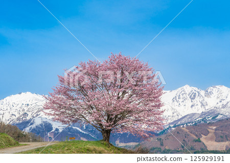 Nodaira's single cherry tree and the Northern Alps, Hakuba Village, Nagano Prefecture 125929191