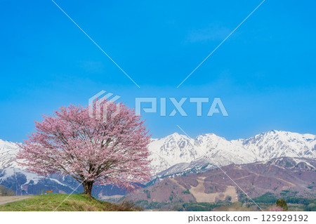 Nodaira's single cherry tree and the Northern Alps, Hakuba Village, Nagano Prefecture 125929192