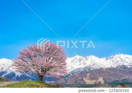 長野縣白馬村野平的一株櫻花樹和北阿爾卑斯山 125929193