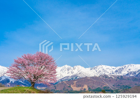 長野縣白馬村野平的一株櫻花樹和北阿爾卑斯山 125929194