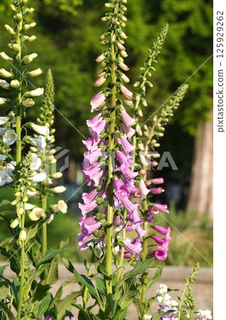 Foxglove flower, April 2025 125929262