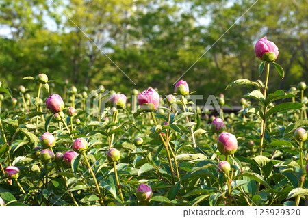 Peony buds, April 2025 125929320